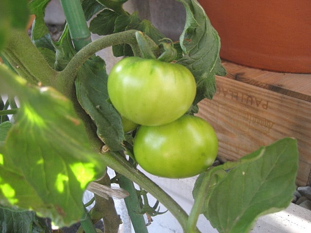 トマトもプクプク成長してます♪